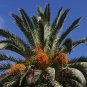 Date Palm Phoenix Dactylifera Tree 20 PCS Seeds