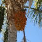 Date Palm Phoenix Dactylifera Tree 20 PCS Seeds