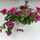 Dark Red Purple Garden Petunia Hybrida Flowering Plants 200 PCS Seeds Dark Red Purple Garden Petunia Hybrida Flowering Plants 200 PCS Seeds