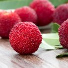 Dark Red Waxberry Shrub 5 PCS Seeds