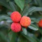 Dark Red Waxberry Shrub 5 PCS Seeds