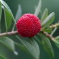 Dark Red Waxberry Shrub 5 PCS Seeds