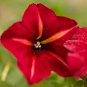 Dark Red Velour Petunia 200 PCS Seeds
