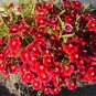 Dark Red Velour Petunia 200 PCS Seeds