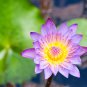 Dark Purple Water Lily Nymphaea Corolata Aquatic Plants 1 PCS Seeds