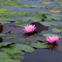 Dark Purple Water Lily Nymphaea Corolata Aquatic Plants 1 PCS Seeds