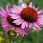 Dark Red Echinacea 6-layer Big Blooms Bonsai Flowers 100 PCS Seeds