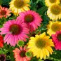 Dark Red Echinacea 6-layer Big Blooms Bonsai Flowers 100 PCS Seeds