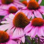 Dark Red Echinacea 6-layer Big Blooms Bonsai Flowers 100 PCS Seeds