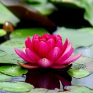 Dark Purple Water Lily Hybrid Pond Plant Lotus 1 PCS Seeds Dark Purple Water Lily Hybrid Pond Plant Lotus 1 PCS Seeds