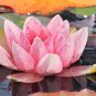Dark Purple Water Lily Hybrid Pond Plant Lotus 1 PCS Seeds