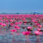 Dark Purple Water Lily Hybrid Pond Plant Lotus 1 PCS Seeds