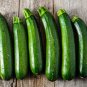 Dark Green Zucchini Summer Squash Bonsai Vegetables 8 CS Seeds