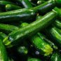 Dark Green Zucchini Summer Squash Bonsai Vegetables 8 CS Seeds