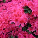 Dark Pink Azalea 20 PCS Seeds Dark Pink Azalea 20 PCS Seeds