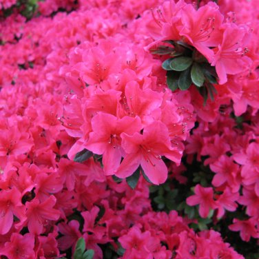Dark Pink Azalea 20 PCS Seeds