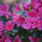 Dark Pink Azalea 20 PCS Seeds