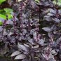 Dark Opal Basil 20 PCS Seeds
