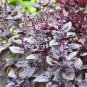 Dark Opal Basil 20 PCS Seeds