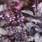 Dark Opal Basil 20 PCS Seeds