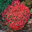 Dark Red Creeping Thyme Flower 200 PCS Seeds