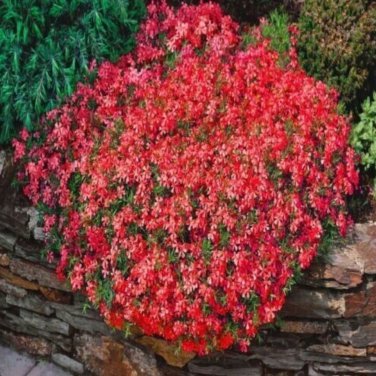 Dark Red Creeping Thyme Flower 200 PCS Seeds