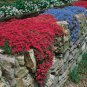 Dark Red Creeping Thyme Flower 200 PCS Seeds
