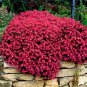 Dark Red Creeping Thyme Flower 200 PCS Seeds