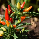 Dark Green Sichuan Pickled Chilli 500 PCS Seeds Dark Green Sichuan Pickled Chilli 500 PCS Seeds