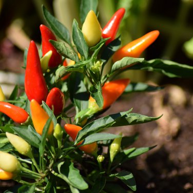 Dark Green Sichuan Pickled Chilli 500 PCS Seeds