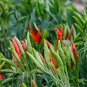 Dark Green Sichuan Pickled Chilli 500 PCS Seeds