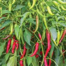 Dark Green Line Chili Cayenne Pepper Vegetable 1000 PCS Seeds