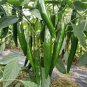 Dark Green Line Chili Cayenne Pepper Vegetable 1000 PCS Seeds