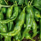 Dark Green Horn Pepper Vegetable 50 PCS Seeds Dark Green Horn Pepper Vegetable 50 PCS Seeds