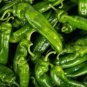 Dark Green Horn Pepper Vegetable 50 PCS Seeds