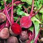Dark Red Beetroot Cylindra Vegetables 30 PCS Seeds
