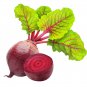 Dark Red Beetroot Cylindra Vegetables 30 PCS Seeds