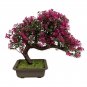 Dark Red Apple Flowering Plant Bonsai Tree 10 PCS Seeds