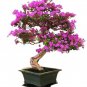 Dark Red Apple Flowering Plant Bonsai Tree 10 PCS Seeds