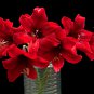 Dark Red Amaryllis 100 PCS Seeds