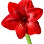 Dark Red Amaryllis 100 PCS Seeds