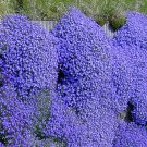Dark Blue Creeping Thyme ROCK CRESS Ground Cover Flower 100 PCS Seeds Dark Blue Creeping Thyme ROCK CRESS Ground Cover Flower 100 PCS Seeds