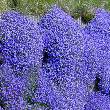 Dark Blue Creeping Thyme ROCK CRESS Ground Cover Flower 100 PCS Seeds