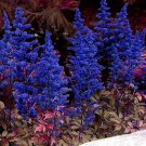 Dark Blue Astilbe Chinensis Perennial Flower 100 PCS Seeds