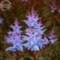 Dark Blue Astilbe Chinensis Perennial Flower 100 PCS Seeds