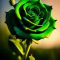 Dark Green European Rose Bush Seed Fragrant Flower Garden Plant 50 PCS Seeds