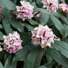 Daphne Mezereum February Daphne Shrub 50 PCS Seeds