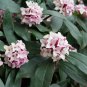 Daphne Mezereum February Daphne Shrub 50 PCS Seeds