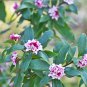Daphne Mezereum February Daphne Shrub 50 PCS Seeds