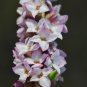 Daphne Mezereum February Daphne Shrub 50 PCS Seeds